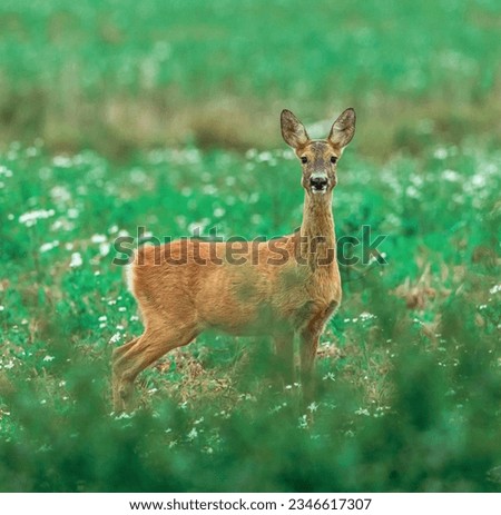 It is a picture of an Indian deer