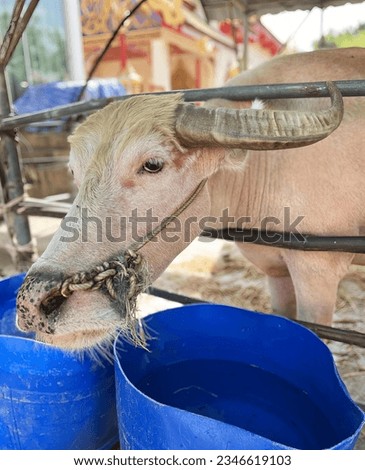 a photography of a cow with a chain around its mouth, there is a cow that is eating from a blue bucket.