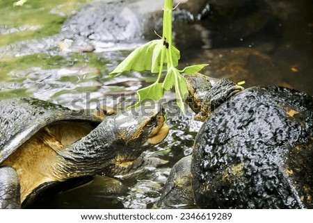 a photography of a turtle in the water with a plant in its mouth, there is a turtle that is laying on the rocks in the water.