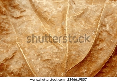 a photography of a close up of a leaf with a brown background, leaf with a thin line of brown and white lines.