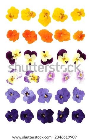 Pansy flowers varieties of mixed colors with flower heads on white background. Used in floral food decoration and natural alternative herbal medicine. Large collection.