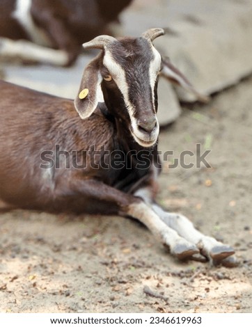 a photography of a goat laying down on the ground with another goat in the background, there is a goat that is laying down on the ground.