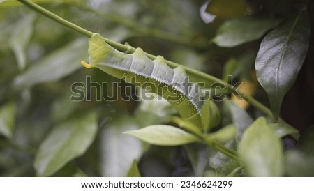 a very commonly found caterpillar of a peculiar moth on tree eating leaves 