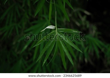 Bamboo leaf or leaves in green background hd pictures