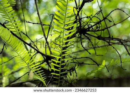 beautiful green grey background hd pictures, coconut tree ,roots of a plan in a tree