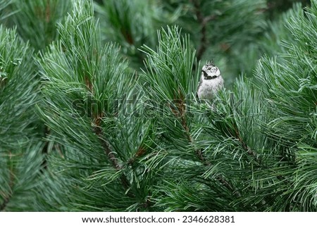 Among the branches of Swiss pine, the crested tit (Lophophanes cristatus)
