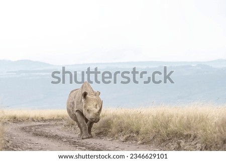 Black Rhino, Lewa Wildlife Conservancy, northern Kenya, Africa Royalty-Free Stock Photo #2346629101