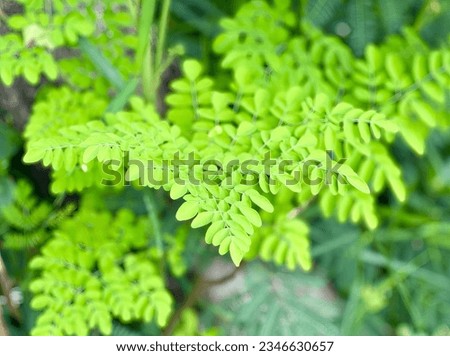 a photography of a green plant with leaves in the background, there is a close up of a plant with green leaves.