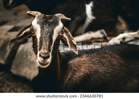 a photography of a goat with a yellow tag on its ear, there is a goat that is standing next to a rock.
