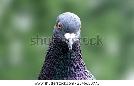A picture of front view of the face of rock pigeon face to face. Rock pigeons crowd streets and public squares, living on discarded food and offerings of birdseed.