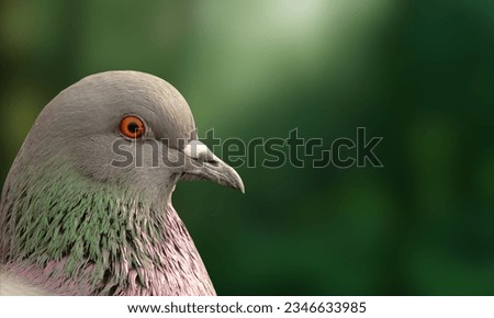 A picture of front view of the face of rock pigeon face to face. Rock pigeons crowd streets and public squares, living on discarded food and offerings of birdseed.