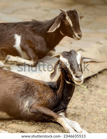 a photography of two goats laying down on a stone slab, goats laying on the ground next to each other on a stone surface.