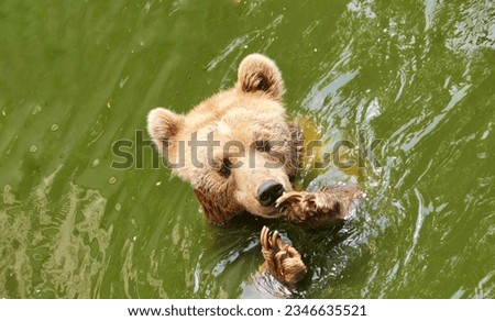 a photography of a bear swimming in a body of water, there is a bear that is swimming in the water with a duck.