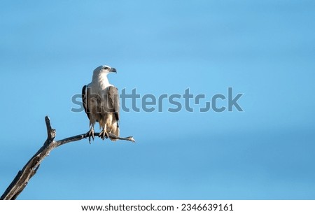 White-bellied sea eagle on Green Island