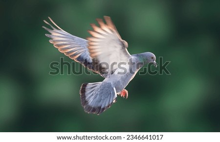 A Picture Of Flying Dove Isolated On Green Background.