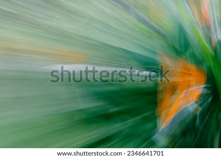Wild colorful tropical flowers, orange and green in the rainforest garden, national park, abstract background, vivid colours, creative movement, picture in motion