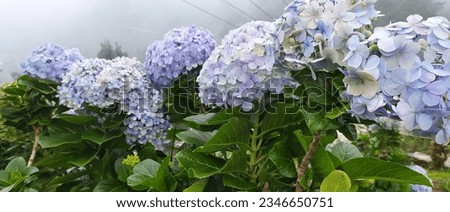 a picture of hydrangeas blooming in the middle of mist morning at bogor highland