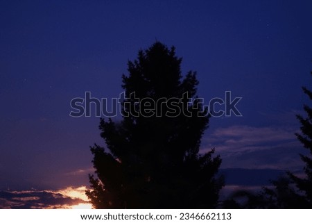 Dark yellow moon in the night sky with branches of forest trees and clouds on a summer night