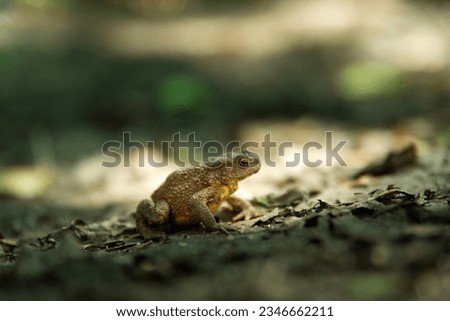 View of a single toad sitting on leaves, summer day in eastern Poland