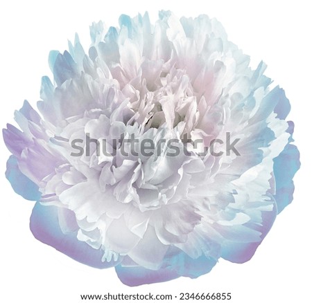 Peony flower  on  white   isolated background with clipping path. Closeup. For design. Nature.