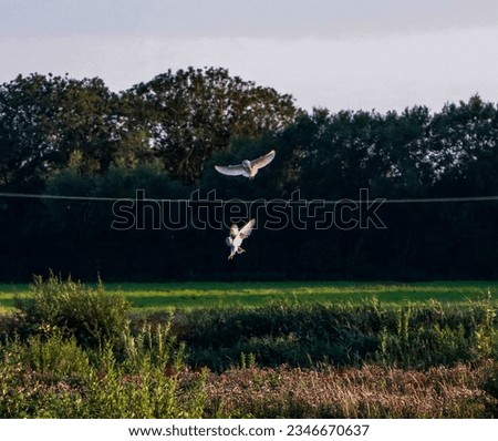 A beautiful photo of two Barn Owls in flight, they are working together as they hunt for food
