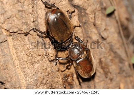 Two female rhinoceros beetles wrestling over the feeding area where the sap comes out (Wildlife closeup macro photograph) 