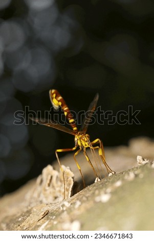 Japanese female parasitic wasp Oohoshionagabachi (Megarhyssa praecellens) lays eggs in larvae hidden in tree trunks (Wildlife closeup macro photograph) 