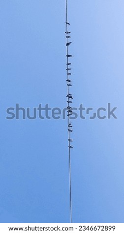 A picture of birds on wire 