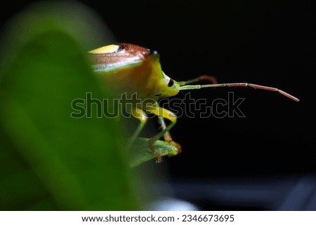 Esakimonkitsunokamemushi(Sastragala esakii)  on the leaf shade  (Wildlife insect closeup macro photograph) 