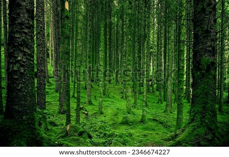 Mossy tree trunks in the forest. Forest in green moss. Mossy forest trees. Mossed forest trees background  Royalty-Free Stock Photo #2346674227