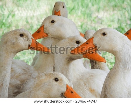 Funny geese heads on the farm. Flock of white goose. Domestic birds