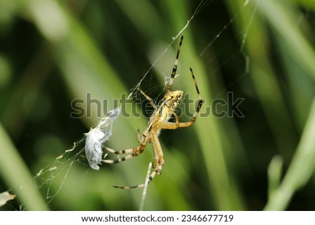 Wasp spider (Nagakoganegumo, Argiope bruennichi) spider with prey wrapped in spider silk. Bright grass field background (Wildlife closeup macro photograph) 