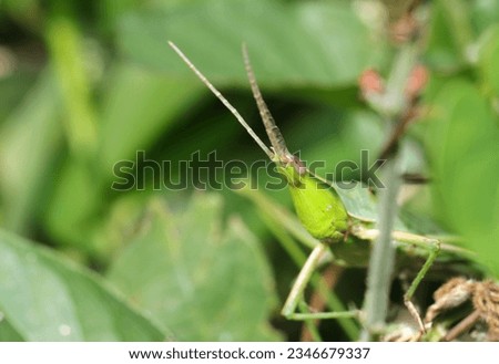 Oriental longheaded grasshopper　peeking through the grass (Shoryobatta, Acrida cinerea, sunny outdoor closeup macro photograph)