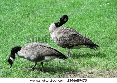 wild goose canadian park green grass Royalty-Free Stock Photo #2346689475