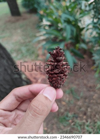 Seed fruit of Pinus merkusii tree