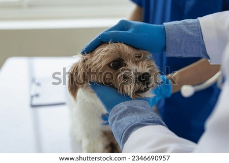 Young Asian veterinarian sits examining cute Shih Tzu dog with stethoscope in veterinary clinic, concept of health care and medicine for pets. Remote Picture