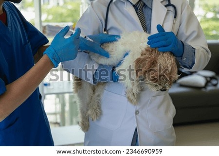 Young Asian veterinarian sits examining cute Shih Tzu dog with stethoscope in veterinary clinic, concept of health care and medicine for pets. Remote Picture