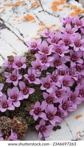Purple saxifrage, created on land naturally,  Sptizbergen