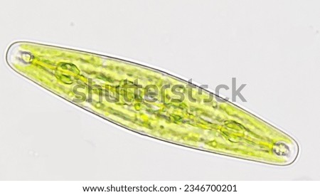 Microscopic algae collected from the pond, Closterium navicula. Live cell. Selective focus Royalty-Free Stock Photo #2346700201