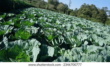 A picture of cabbage field in Boyolali, Indonesia.