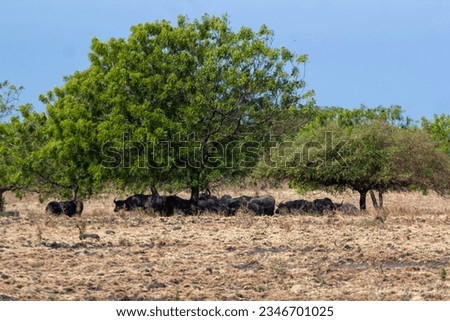a herd of bulls taking shelter in a tree in the middle of the savanna