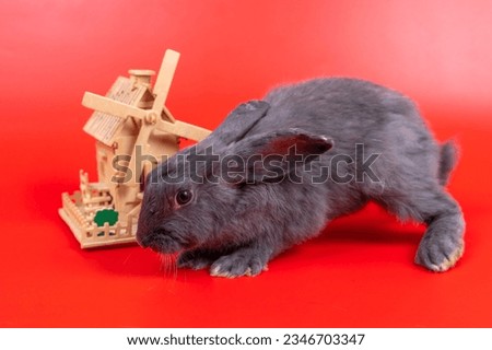 Easter. A gray rabbit stands next to a wooden house with a windmill. means the beginning of life The must-have place to live is a house, shot on a red backdrop.