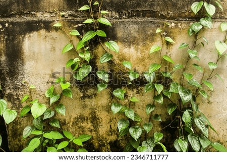 Green Betel Leaf Stock Photo. Daun sirih or Betel leaf is a traditional medicine in Indonesia.