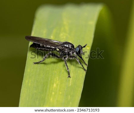 Robber fly on plant leaf. Insect and wildlife conservation, habitat preservation, and backyard flower garden concept. Royalty-Free Stock Photo #2346713193