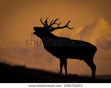 Beautiful silhouette of a Red Stag Deer taken at Bradgate Park.  Royalty-Free Stock Photo #2346722813