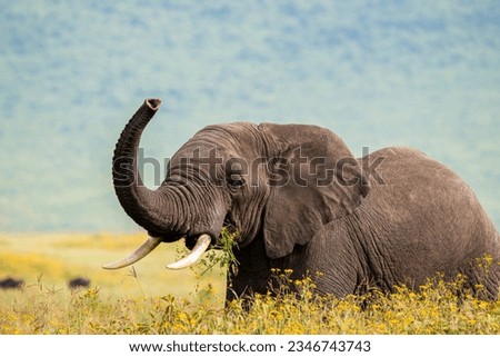 Elephant exploring Ngorongoro Crater, Tanzania