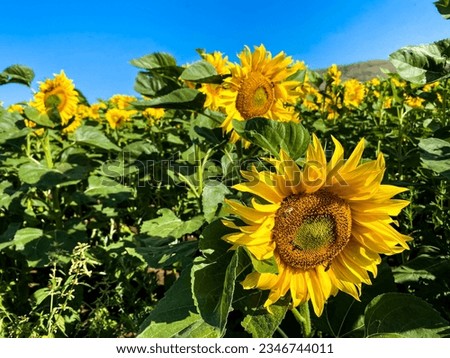 Beautiful yellow flowers of a blooming sunflower in a field