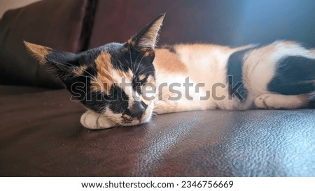 a tricolor domestic cat is lying on the sofa in the morning