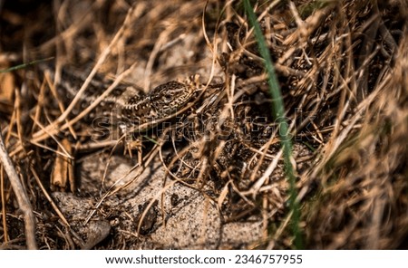 The picture of lizzard was taken in the forest in Krynica Morska of Poland