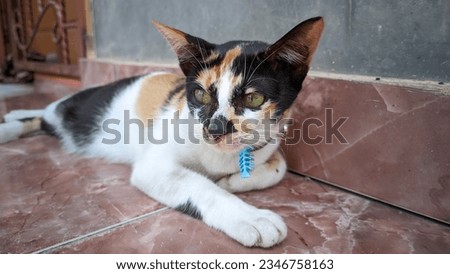 closeup of a tricolor domestic cat relaxing on the tiled floor outside the terrace of the house